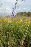 Campanula rapunculoides. Цветущее растение на злаково-девясиловом (с Inula salicina) лугу. Ленинградская обл., Ломоносовский р-н, окр. дер. Глядино, суходольный луг на известняке. 22.07.2018.