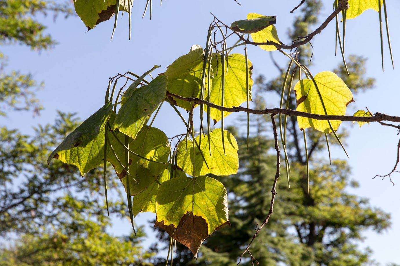Image of Catalpa bignonioides specimen.