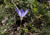 Crocus speciosus. Цветок. Крым, Гора \"Ай-Петри\", перелесок. 21.09.2018.