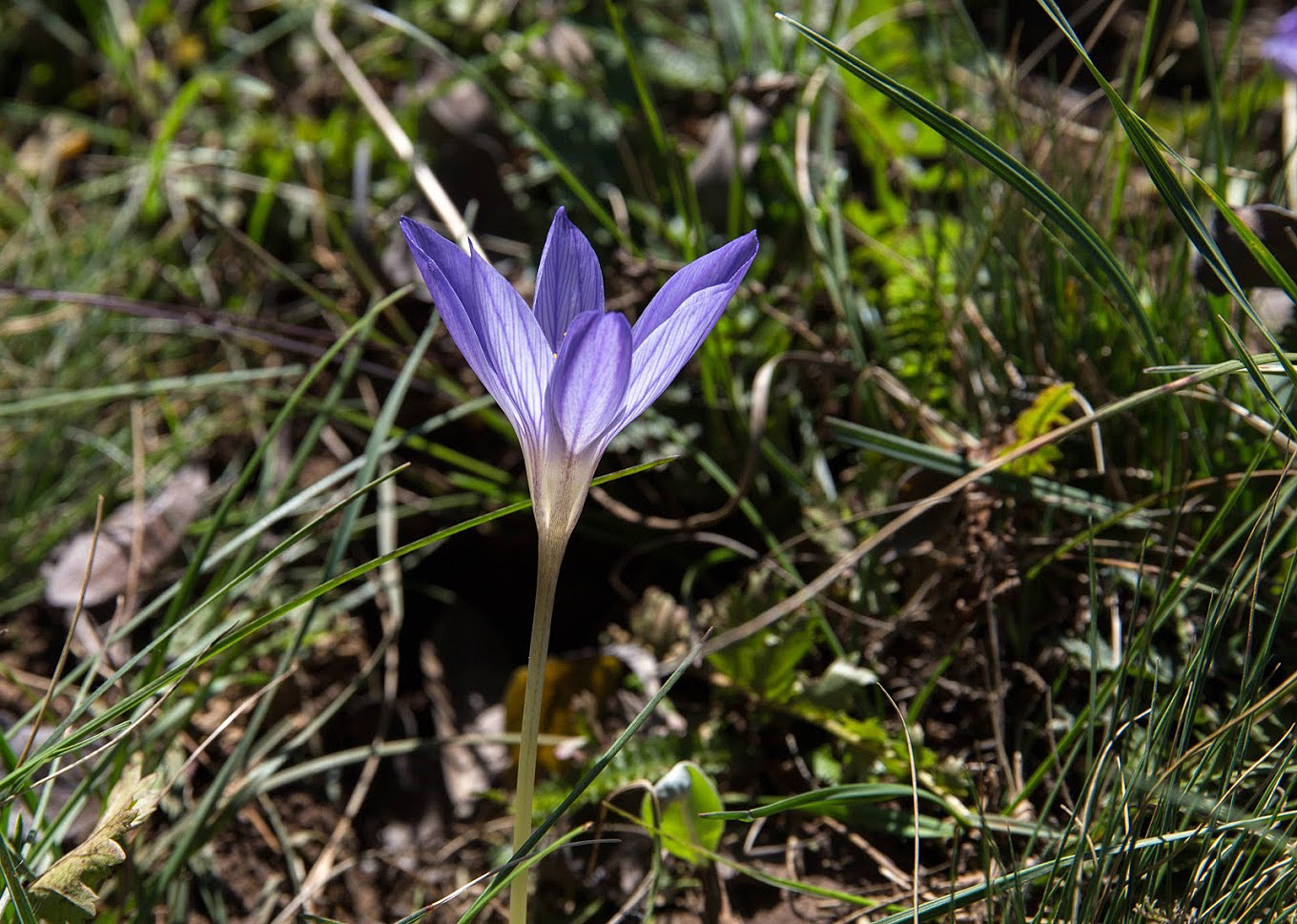 Изображение особи Crocus speciosus.