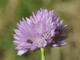 Allium schoenoprasoides. Соцветие. Казахстан, г. Алматы, интродукционный питомник (происхождение - Тянь-Шань, Илейский Алатау, Большое Алмаатинское ущ.). 31.05.2015.