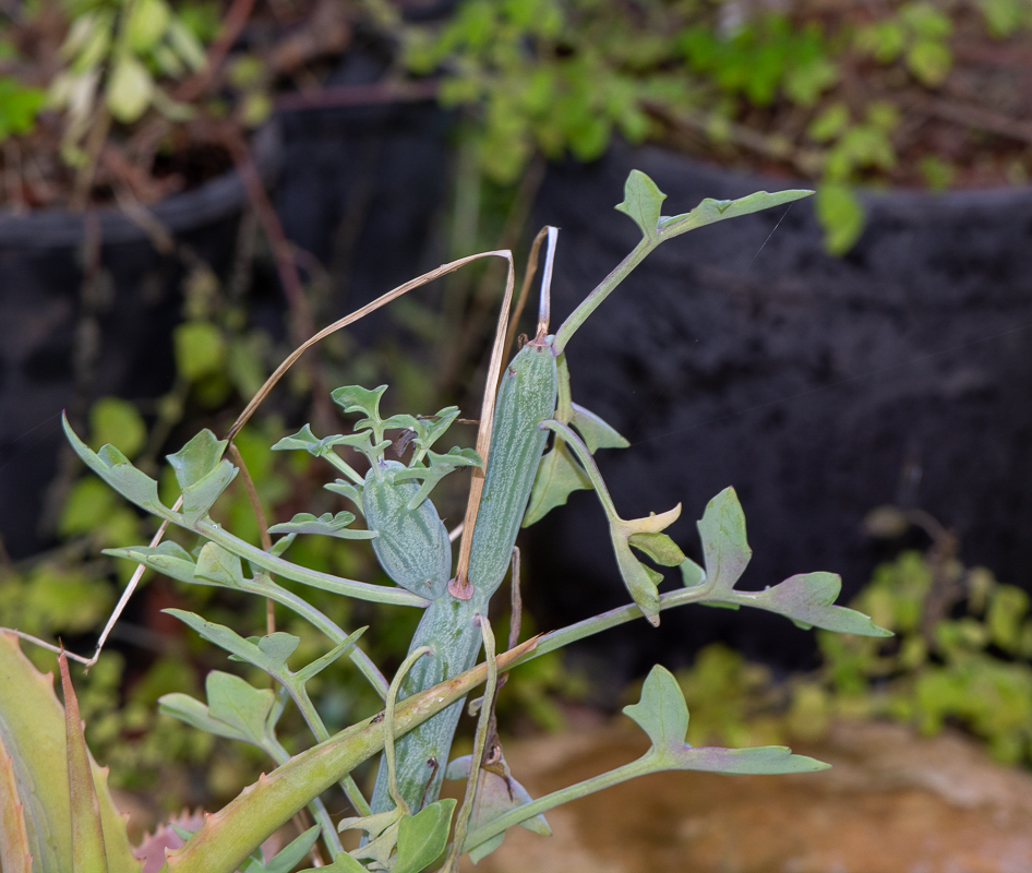 Image of Kleinia articulata specimen.