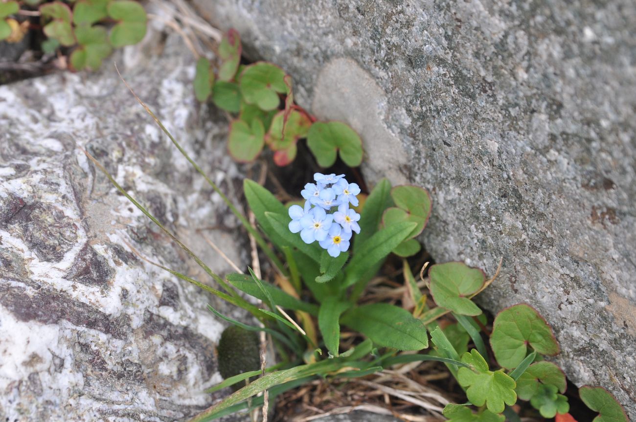 Изображение особи Myosotis alpestris.