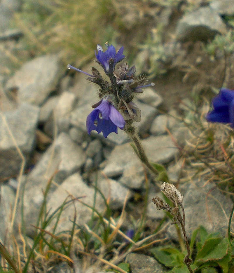 Image of Veronica bellidioides specimen.