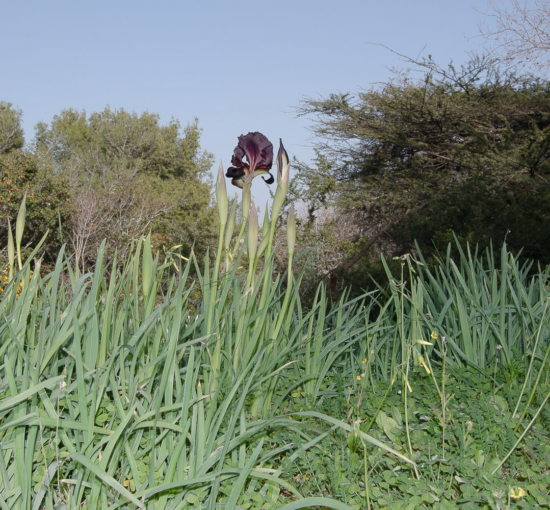 Изображение особи Iris atropurpurea.