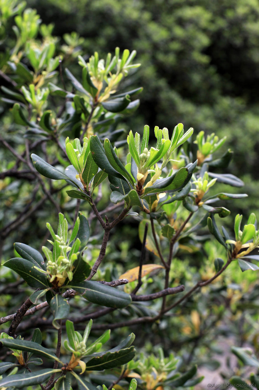 Image of Pittosporum tobira specimen.