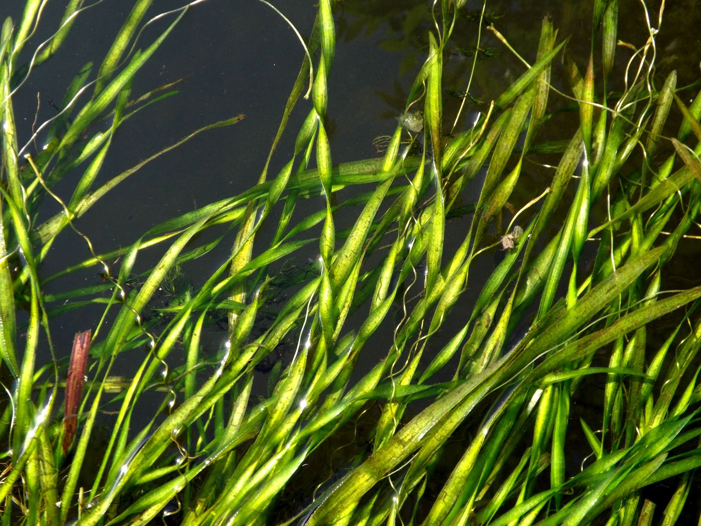 Image of Vallisneria spiralis specimen.