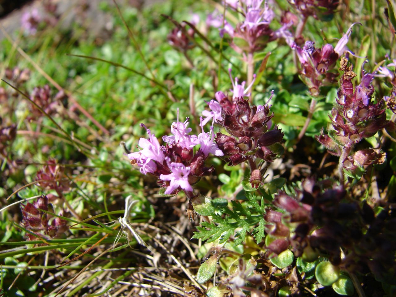 Изображение особи Thymus subarcticus.