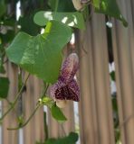 Aristolochia littoralis
