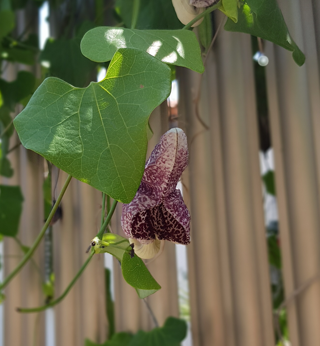 Изображение особи Aristolochia littoralis.