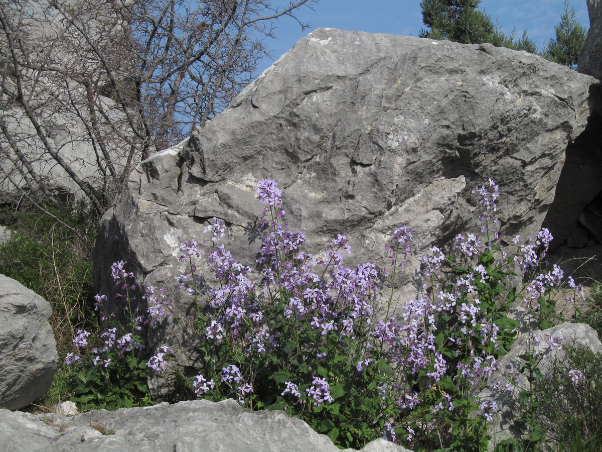 Изображение особи Hesperis steveniana.