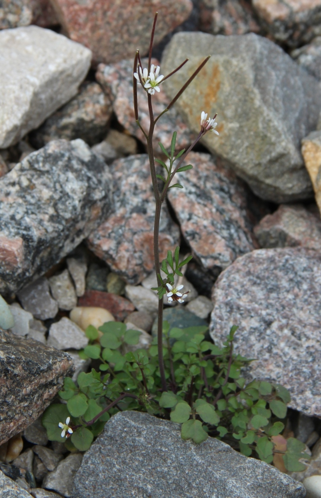 Image of Cardamine hirsuta specimen.