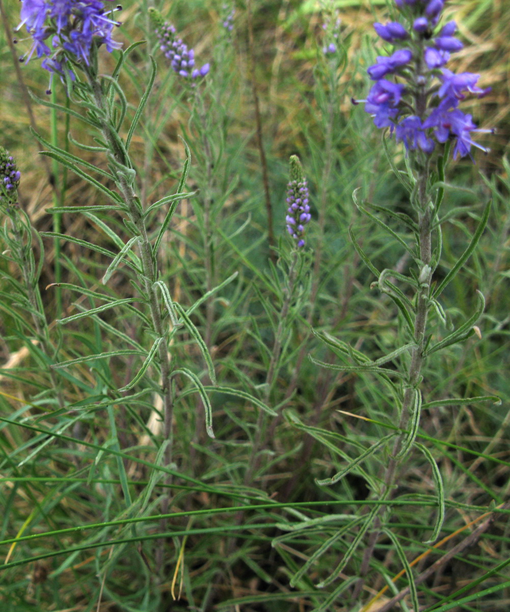 Image of Veronica reverdattoi specimen.