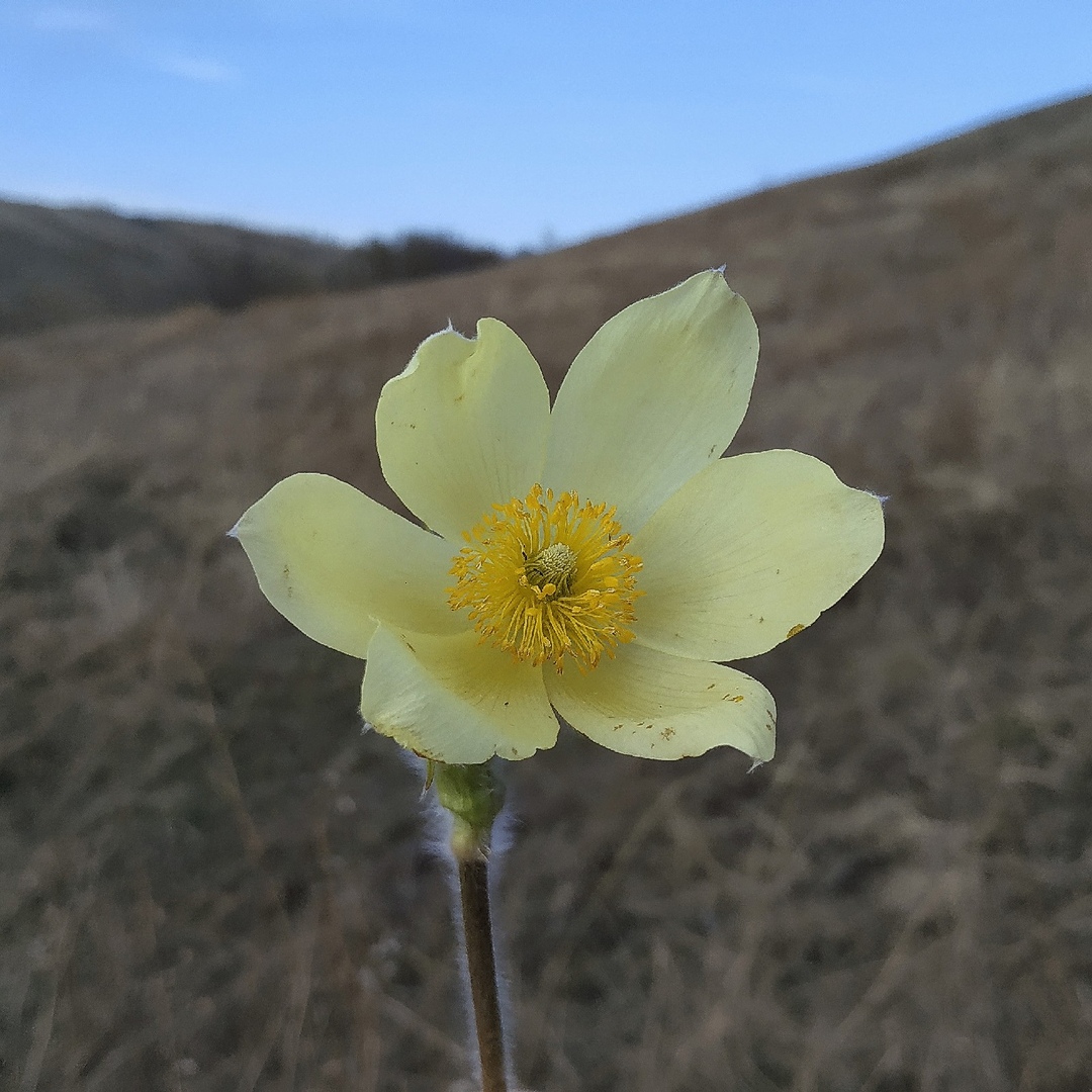 Image of Pulsatilla orientali-sibirica specimen.