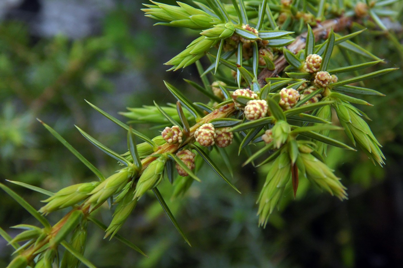 Image of Juniperus hemisphaerica specimen.