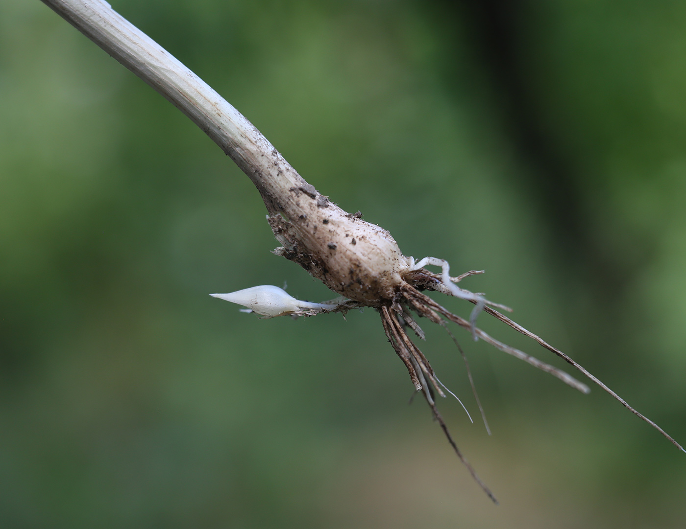 Image of Allium pallens ssp. coppoleri specimen.
