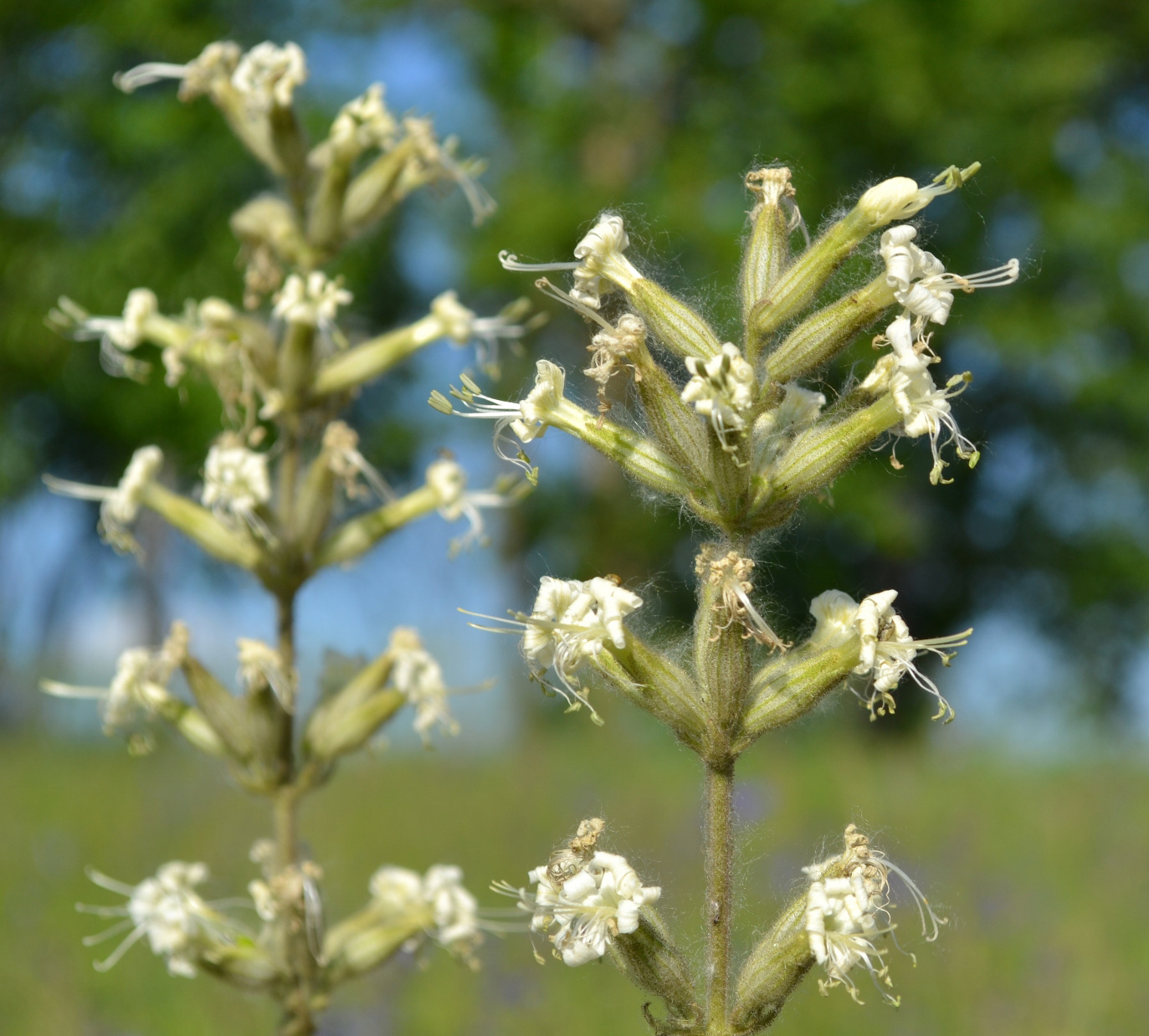 Image of Silene viscosa specimen.