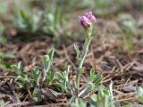 Antennaria dioica. Цветущее растение. Ленинградская обл., Кингисеппский р-н, Кургальский п-ов, берег оз. Белое, подверженная рекреационной нагрузке поляна в сосновом лесу. 19.05.2019.