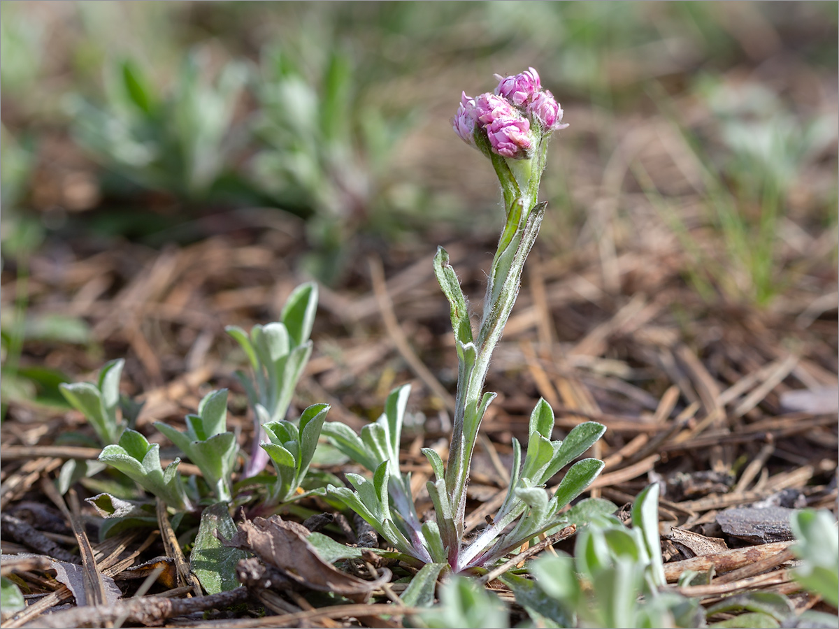 Изображение особи Antennaria dioica.