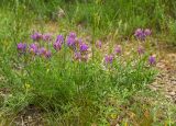 Astragalus onobrychis. Цветущее растение. Челябинская обл., Кизильский р-н, Богдановское сельское поселение, пос. Грязнушинский, долина р. Урал, каменистая закустаренная степь. 13 июня 2019 г.