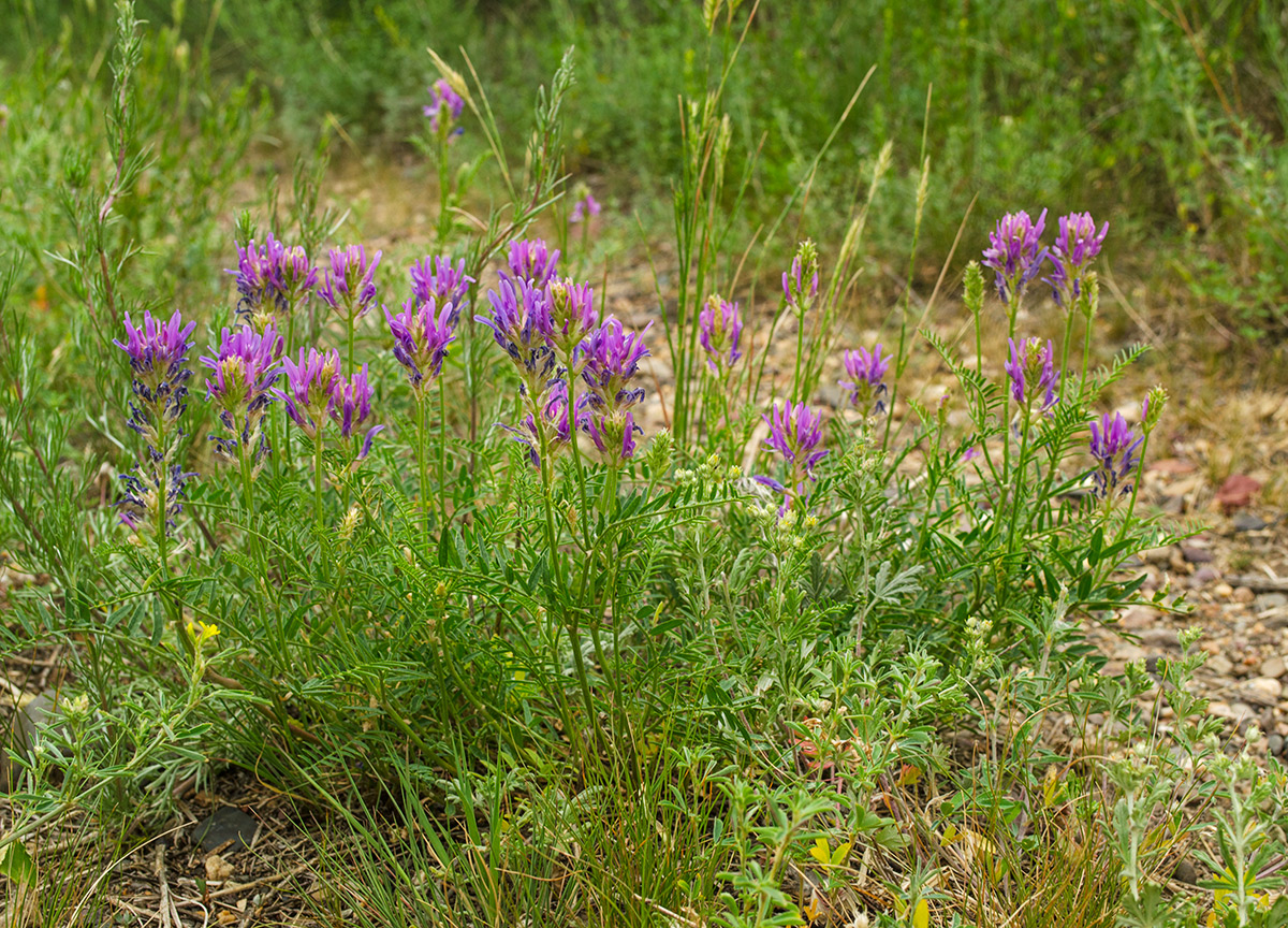 Image of Astragalus onobrychis specimen.