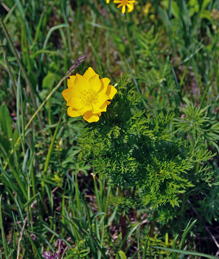 Image of Adonis apennina specimen.