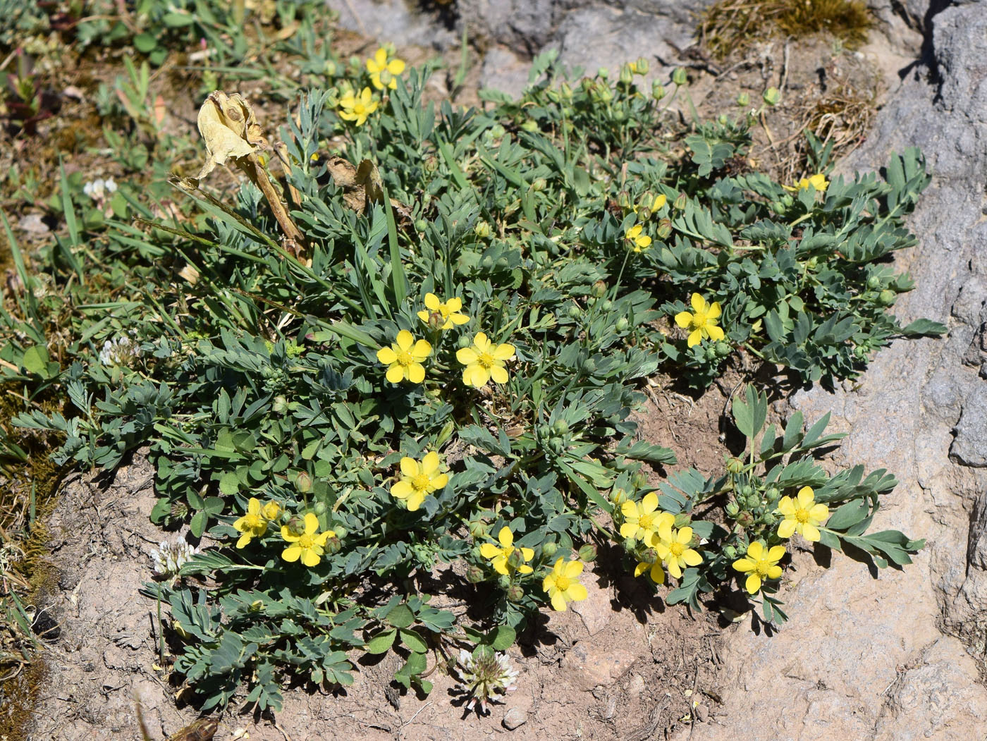 Image of Potentilla orientalis specimen.