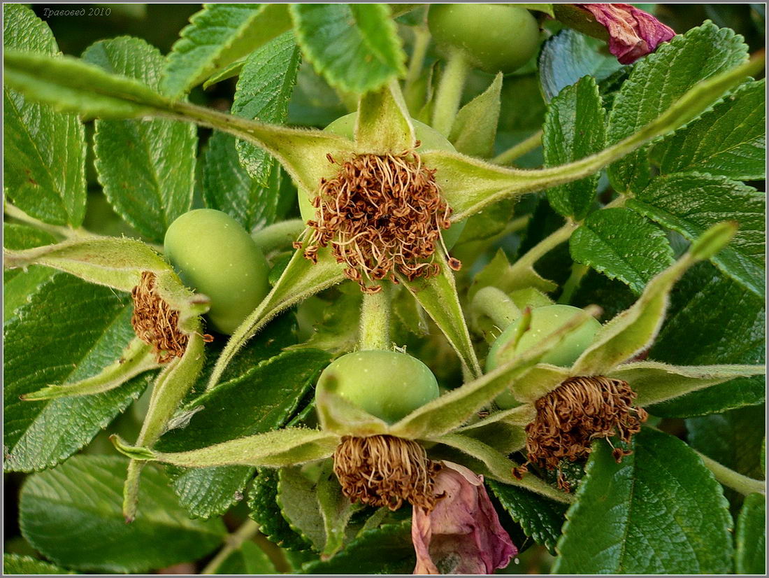 Image of Rosa rugosa specimen.