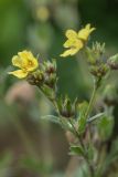 genus Potentilla. Верхушка цветущего растения. Ростовская обл., Аксайский р-н, окр. хут. Александровка, ж.-д. насыпь. 26.05.2019.