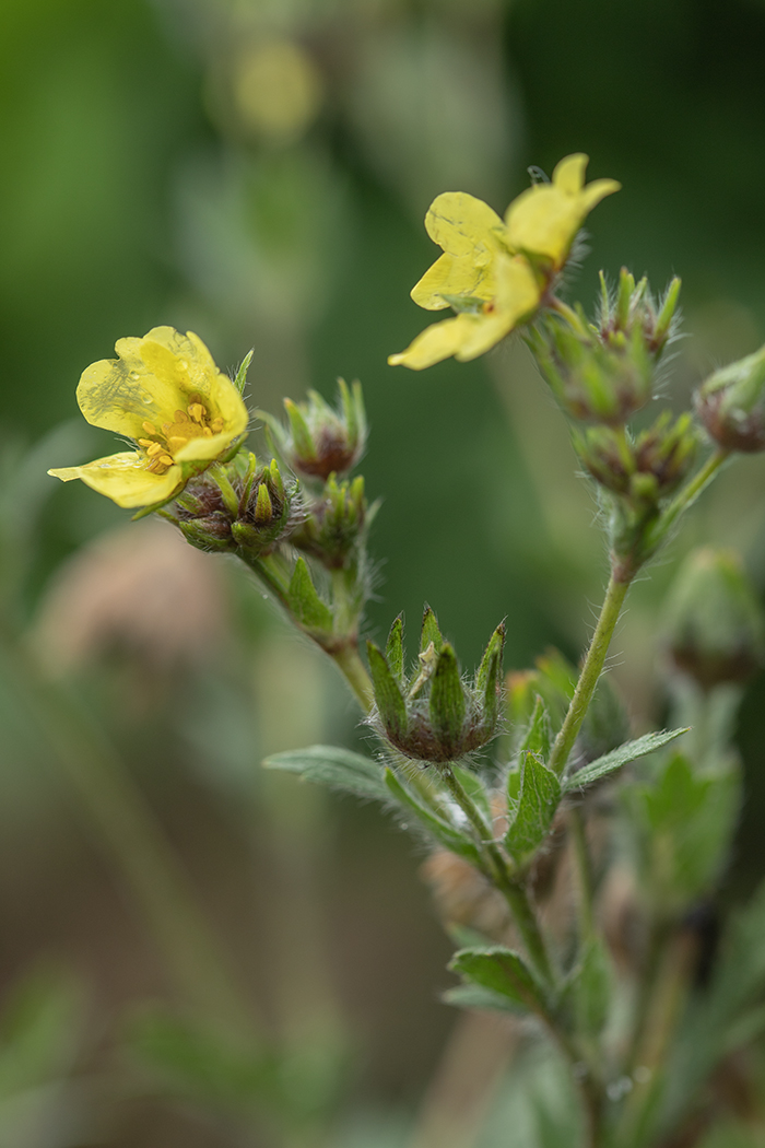 Изображение особи род Potentilla.