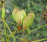 Ferulago galbanifera. Соплодие-зонтичек. Краснодарский край, окр. г. Новороссийск, хр. Маркотх, пер. Андреевский, нагорная степь. 07.08.2019.