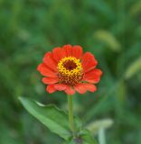 Zinnia elegans