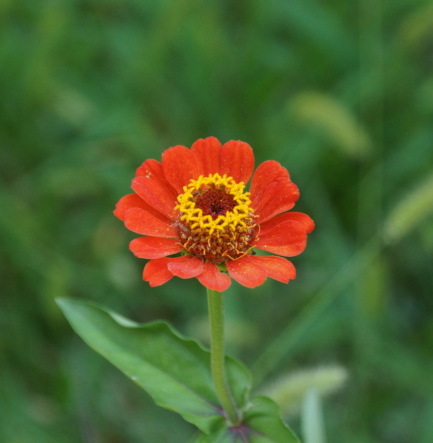 Изображение особи Zinnia elegans.