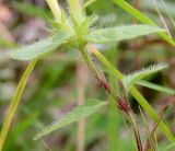 Galeopsis speciosa. Верхняя часть побега с основаниями цветков. Ярославская обл., Пошехонский р-н, окр. с. Гаютино, луг на залежи. 25.08.2019.