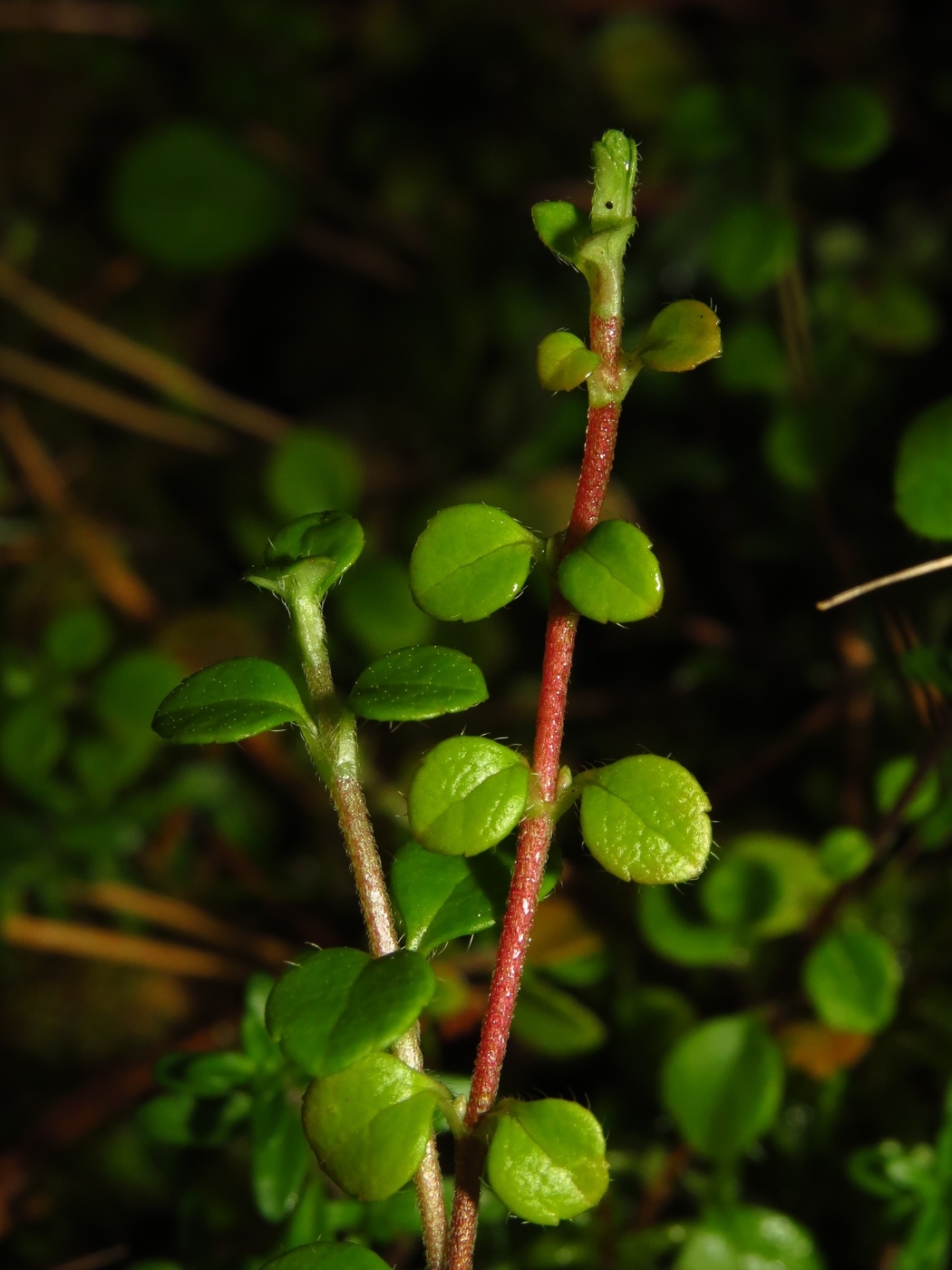 Image of Linnaea borealis specimen.