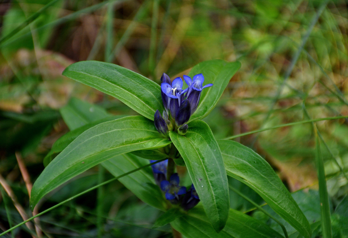 Изображение особи Gentiana cruciata.