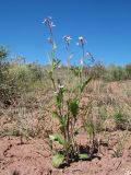 Strigosella africana. Цветущее и плодоносящее растение. Казахстан, Жамбылская обл., Таласский р-н, Закаратауская равнина, подножья бугра Кызылтау, пестроцветы. 5 мая 2019 г.