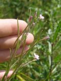 Epilobium tetragonum