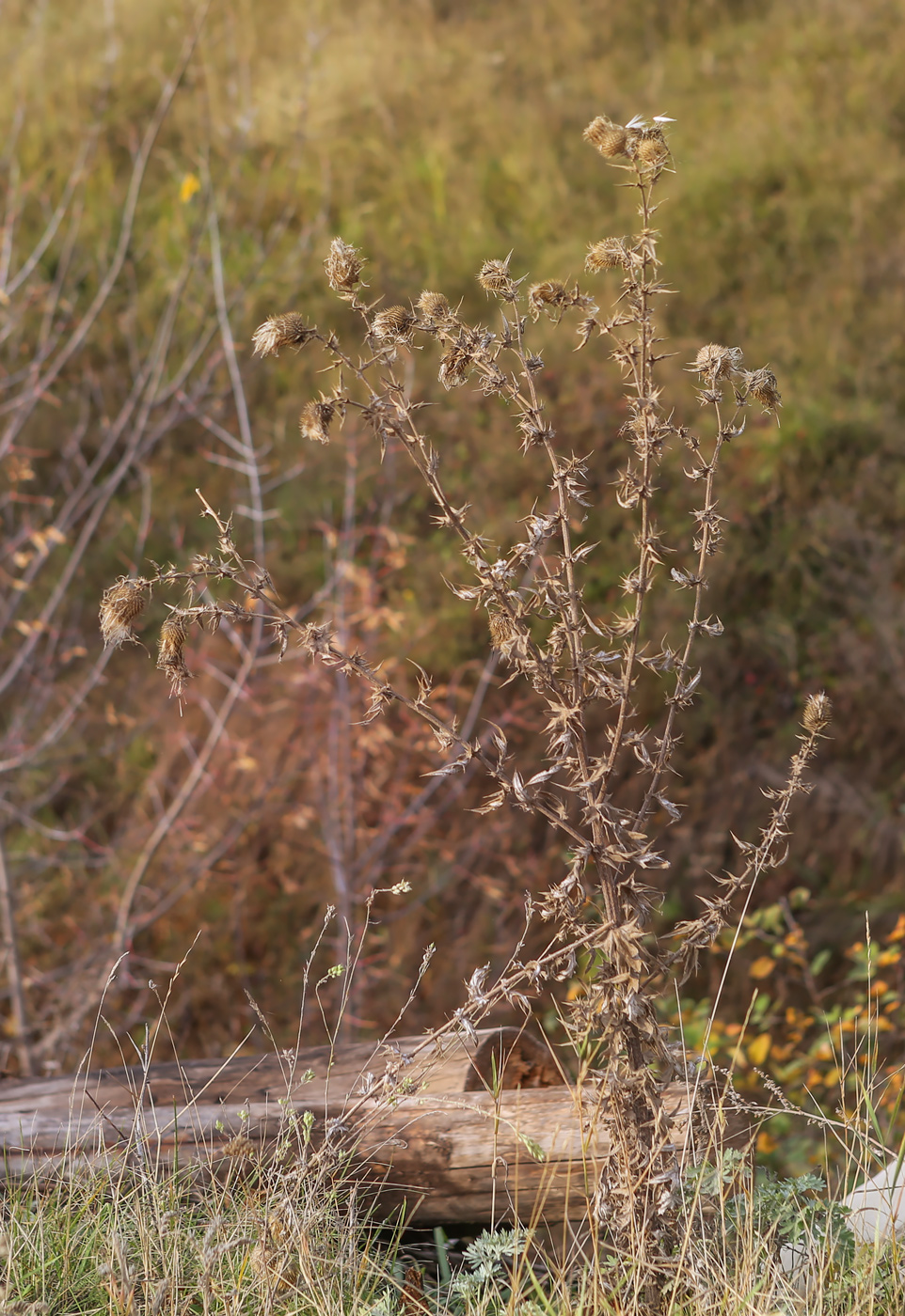 Image of Cirsium vulgare specimen.