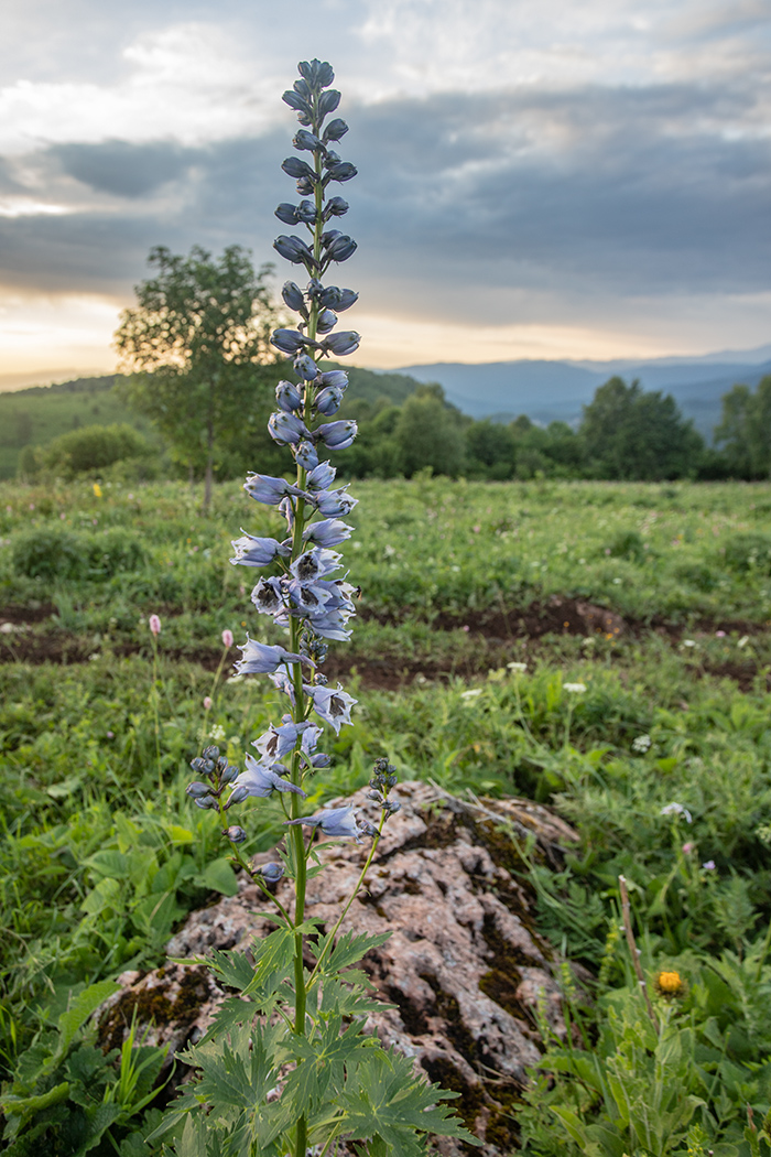 Изображение особи Delphinium flexuosum.