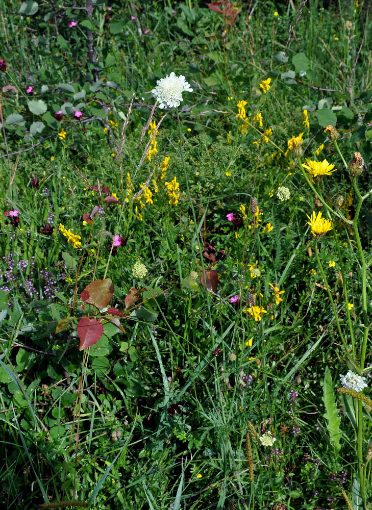 Image of genus Scabiosa specimen.