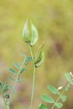 Astragalus vicarius