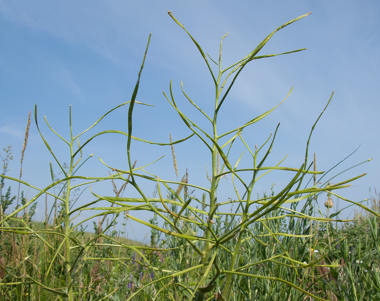 Image of Hesperis tristis specimen.