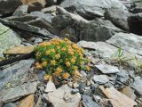 Rhodiola quadrifida