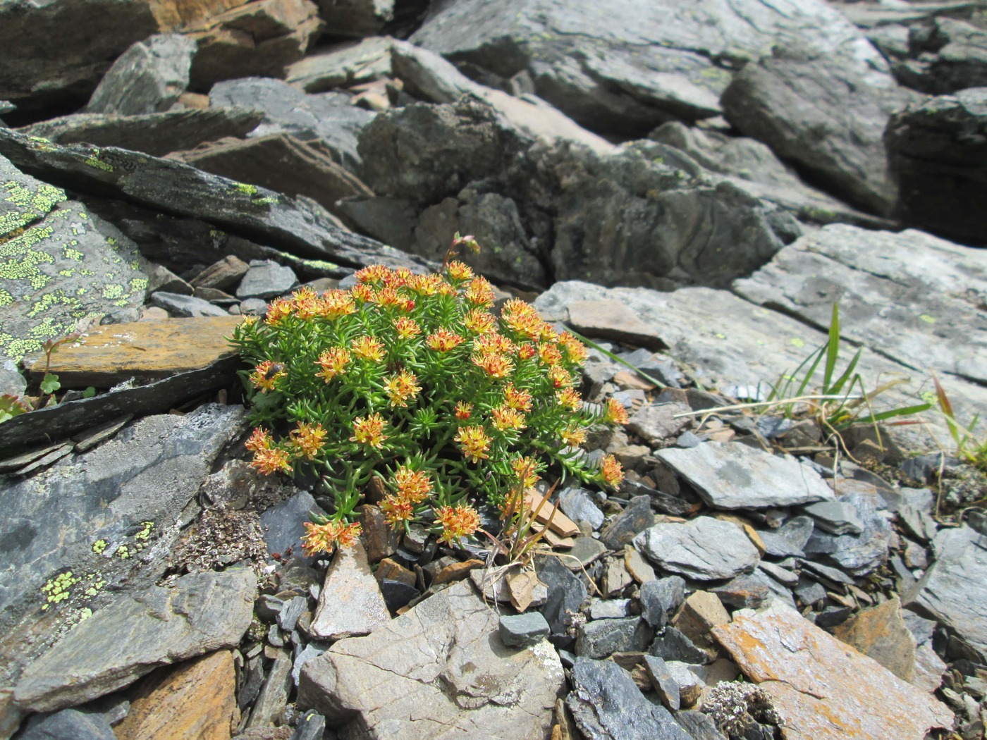 Image of Rhodiola quadrifida specimen.