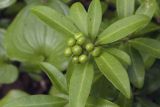 Skimmia repens. Верхушка побега с незрелыми плодами. Сахалинская обл., Томаринский р-н, окр. г. Томари, нижняя часть склона сопки, под пологом пихтово-березового леса. 27.07.2017.