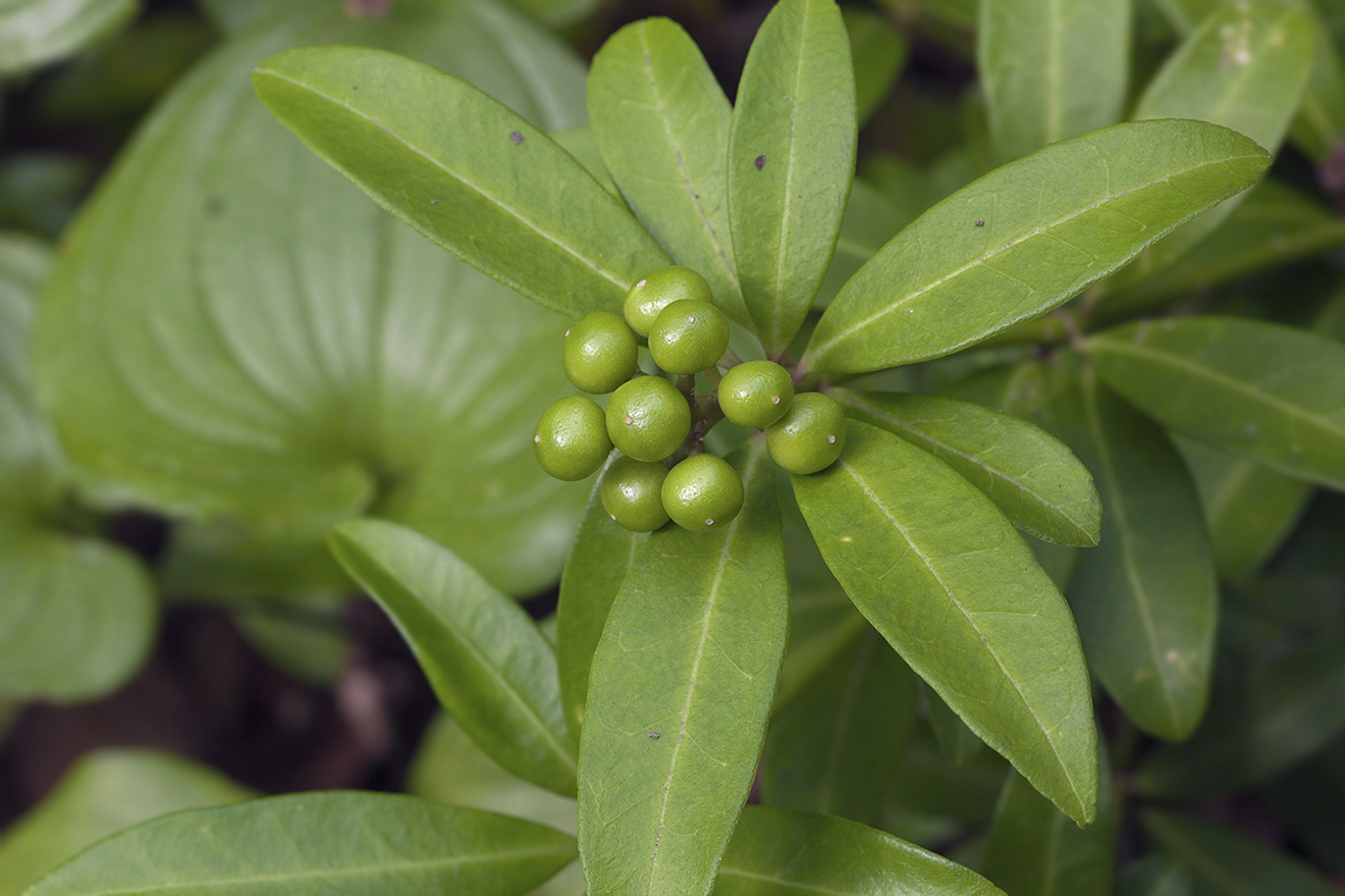 Image of Skimmia repens specimen.