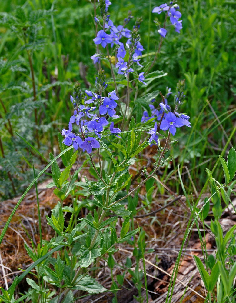 Image of Veronica krylovii specimen.