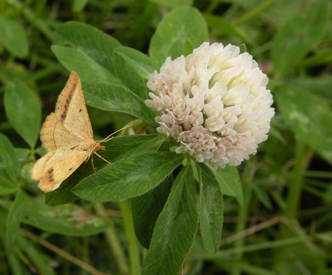 Image of Trifolium borysthenicum specimen.