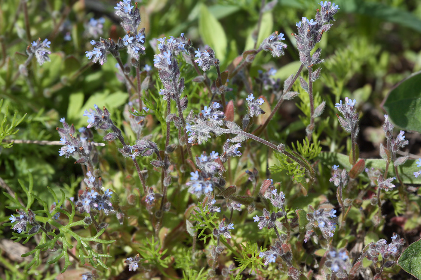 Image of Myosotis micrantha specimen.